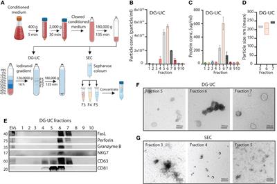 Isolation of a cytolytic subpopulation of extracellular vesicles derived from NK cells containing NKG7 and cytolytic proteins